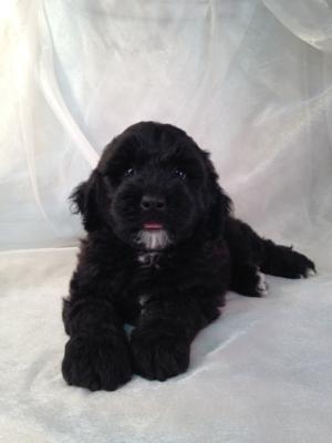 Born August 5th, 2015 Miniature goldendoodles just a short drive from Wisconsin, Illinois, and Minnesota!
